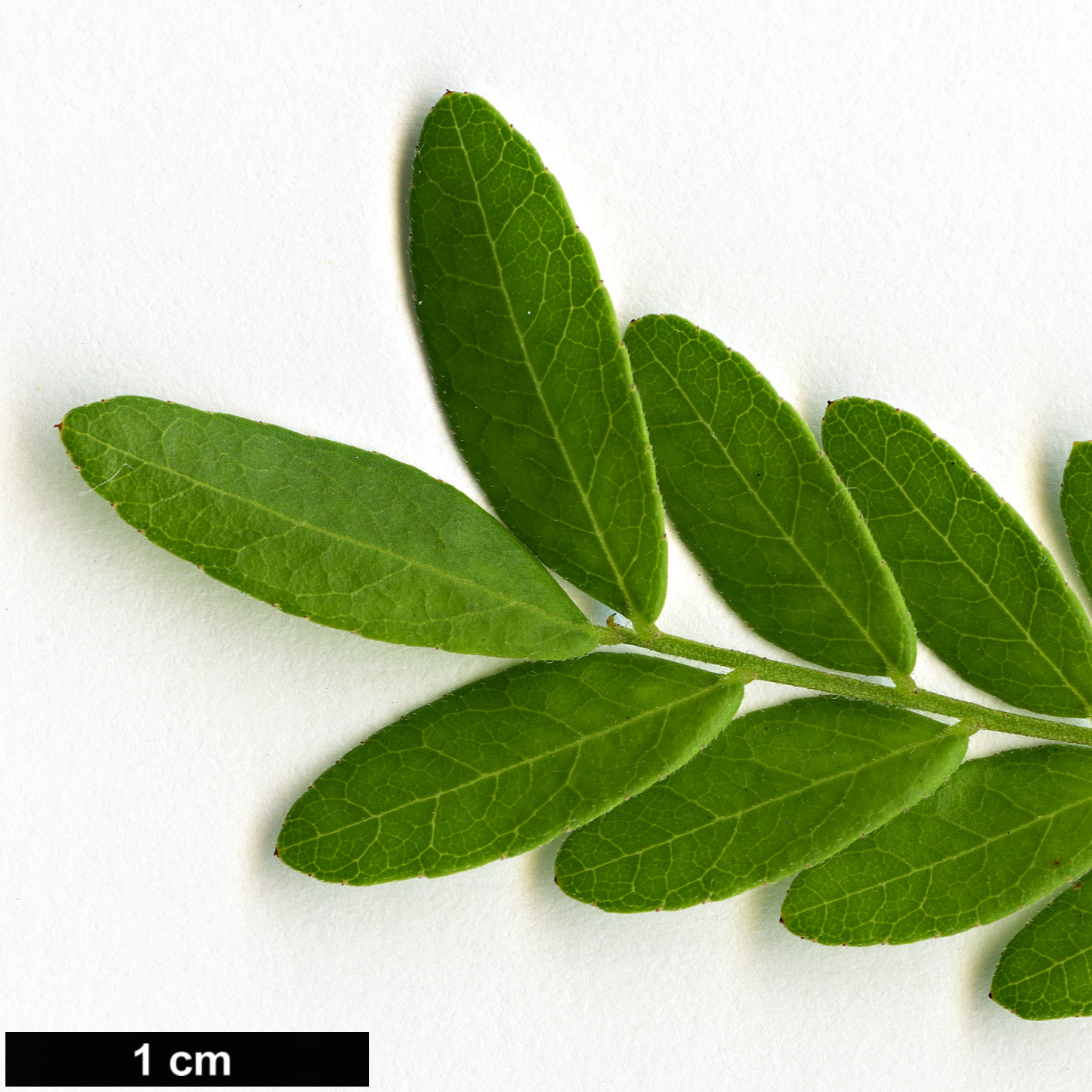 High resolution image: Family: Fabaceae - Genus: Vachellia - Taxon: tortilis